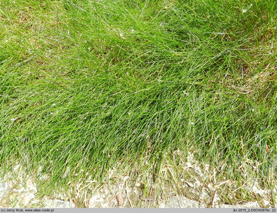 Festuca gautieri (kostrzewa Gautiera)