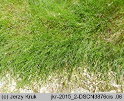 Festuca gautieri (kostrzewa Gautiera)