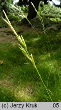 Festuca gautieri (kostrzewa Gautiera)