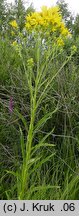 Senecio paludosus (starzec bagienny)