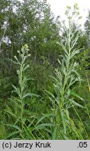 Senecio paludosus (starzec bagienny)