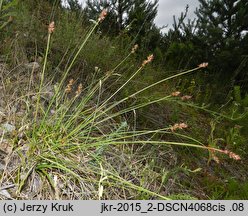 Carex spicata (turzyca ściśniona)