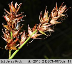 Carex spicata (turzyca ściśniona)