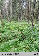 Carex loliacea (turzyca życicowa)