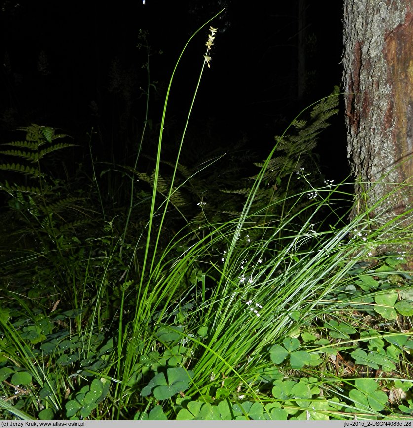 Carex loliacea (turzyca życicowa)