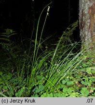 Carex loliacea (turzyca życicowa)