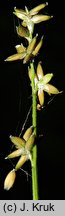 Carex loliacea (turzyca życicowa)