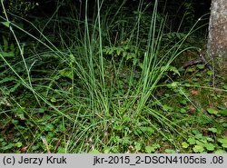 Carex canescens (turzyca siwa)