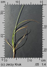 Carex spicata (turzyca ściśniona)