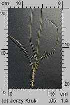 Carex loliacea (turzyca życicowa)