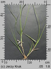 Carex canescens (turzyca siwa)