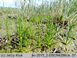 Salicornia europaea (soliród zielny)