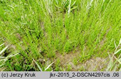 Salicornia europaea (soliród zielny)