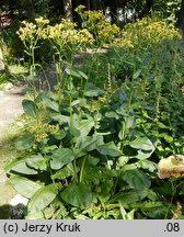 Senecio umbrosus (starzec cienisty)