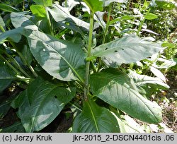 Senecio umbrosus (starzec cienisty)