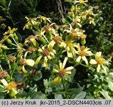 Senecio umbrosus (starzec cienisty)