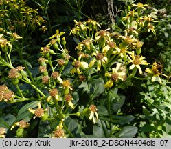 Senecio umbrosus (starzec cienisty)