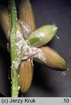 Carex loliacea (turzyca życicowa)