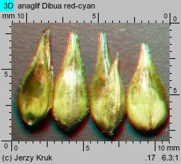 Carex spicata (turzyca ściśniona)