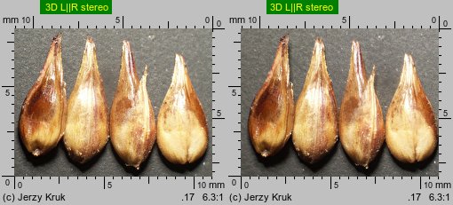 Carex spicata (turzyca ściśniona)