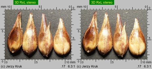 Carex spicata (turzyca ściśniona)