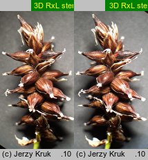 Carex dioica (turzyca dwupienna)