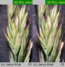 Festuca polesica (kostrzewa poleska)