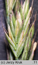 Festuca polesica (kostrzewa poleska)