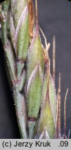 Festuca pseudovina (kostrzewa nibyowcza)