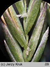 Festuca polesica (kostrzewa poleska)