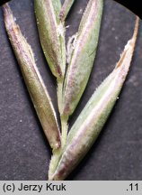 Festuca pseudovina (kostrzewa nibyowcza)