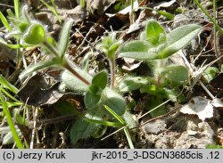 Cerastium brachypetalum (rogownica drobnokwiatowa)