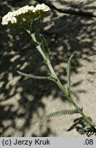 Achillea setacea (krwawnik szczecinkolistny)