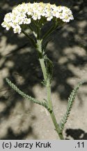 Achillea setacea (krwawnik szczecinkolistny)