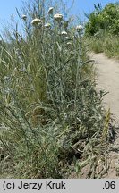 Achillea setacea (krwawnik szczecinkolistny)