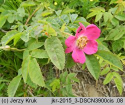 Rosa pendulina (róża alpejska)