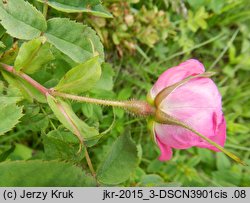 Rosa pendulina (róża alpejska)