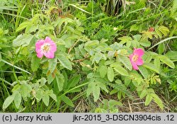 Rosa pendulina (róża alpejska)