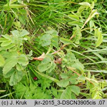 Rosa pendulina (róża alpejska)