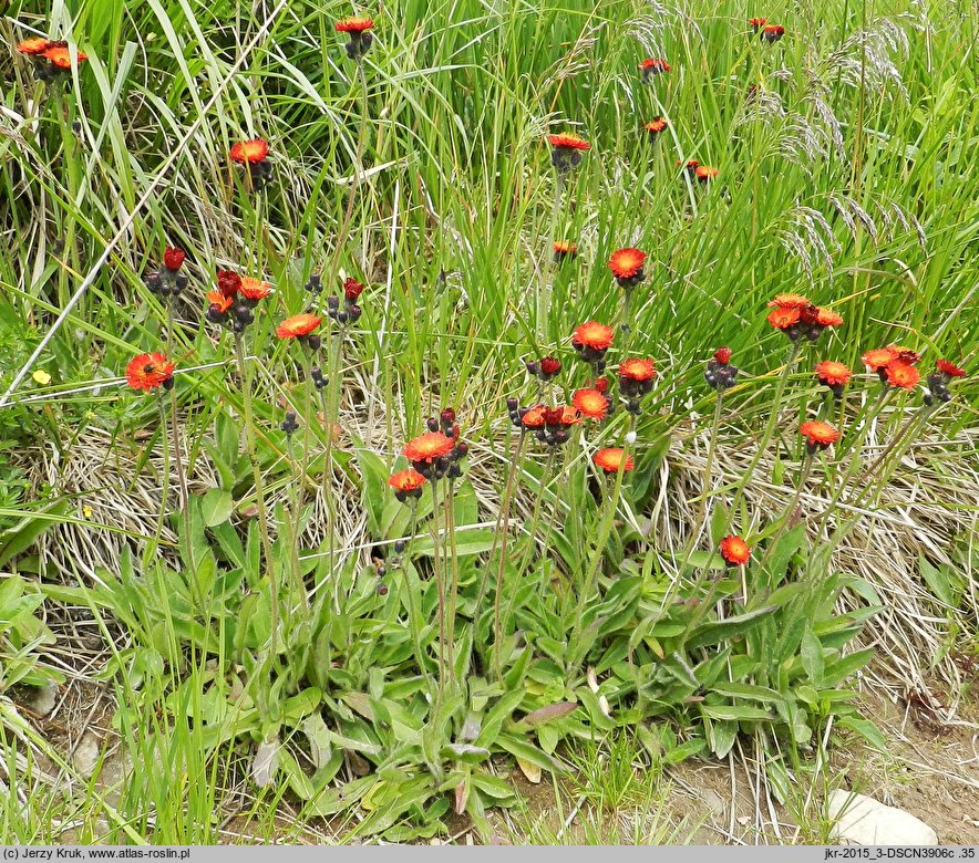 Hieracium aurantiacum (jastrzębiec pomarańczowy)