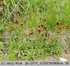 Hieracium aurantiacum (jastrzębiec pomarańczowy)