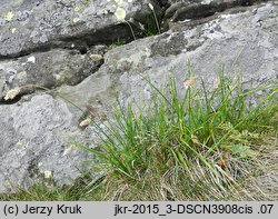 Sesleria bielzii (sesleria Bielza)