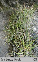 Carex rupestris (turzyca skalna)