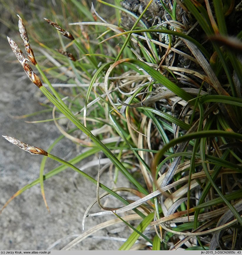 Carex rupestris (turzyca skalna)