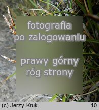 Carex rupestris (turzyca skalna)