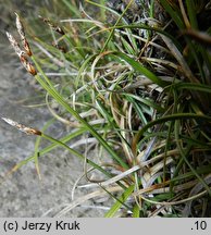 Carex rupestris (turzyca skalna)