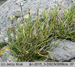 Carex rupestris (turzyca skalna)