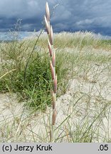 Elymus farctus ssp. boreali-atlanticus (perz sitowy nadmorski)