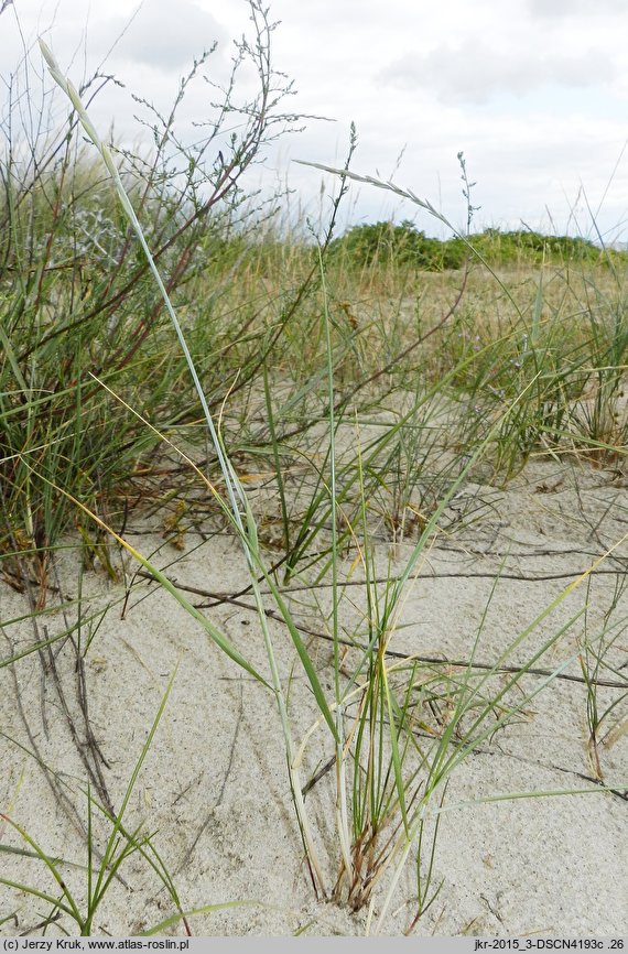 Elymus farctus ssp. boreali-atlanticus (perz sitowy nadmorski)