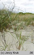 Elymus farctus ssp. boreali-atlanticus (perz sitowy nadmorski)